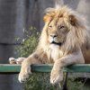 Tragedie la o grădină goologică din Nigeria: Leul l-a omorât pe omul care l-a îngrijit toată viața