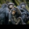 Un nou studiu a descoperit lucruri uimitoare despre umorul maimuțelor