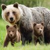 Urșii coboară la câmpie - O ursoaică și un pui au fost văzuți în apropiere de Făurei. Este pentru prima oară în istorie