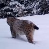 VIDEO | Cea mai frumoasă felină din Europa a fost vâzută în România: Animalul rar și periculos a fost zări într-o pădure din Munții Apuseni
