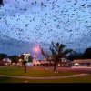 VIDEO | Oraș lovit de o furtună de 300.000 de lilieci: Oamenii au fugit disperați în casele lor