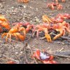 Vremea uscată a întârziat migraţia în masă a crabilor de pe Insula Crăciunului