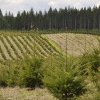Direcția Silvică Alba cumpără aproape 220.000 de puieți de molid pentru lucrări de împăduriri. În ce ocoale silvice vor ajunge