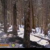 VIDEO: Imagini foarte rare cu lupi care se hrănesc într-o pădure din Apuseni, într-o filmare realizată de camerele de monitorizare