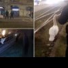 VIDEO. De câți jandarmi e nevoie pentru a salva o lebădă din cea mai circulată intersecţie din Arad