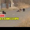 Femeie sfâșiată de câini, într-o localitate din Buzău