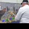 S-a deschis expoziția de animale și păsări la Gherla – ce poți vedea – VIDEO
