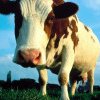 APIA: Sprijin pentru crescătorii de bovine în contextul crizei ucrainene