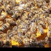 Bani de la stat pentru apicultori. Ce condiții trebuie respectate