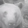 Prezența unui urs în comuna Țaga, semnalată prin RO-Alert