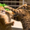 [BREAKFAST] Un concurs de frumusețe pentru pisici s-a terminat cu bătaie. Președinta juriului a fost atacată de o felină.