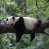 [BREAKFAST] Un urs panda și-a simulat sarcina pentru un tratament mai bun