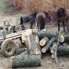 Amendat cu 5.000 de lei pentru transport ilegal de lemne