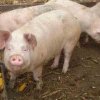 Pestă Porcină Africană la Nădlac: sute de porci vor fi omorâți