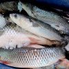 Bărbat din Dâmbovița, prins în timp ce comercializa pește din portbagajul mașinii! Peste 80 de kilograme de pește au fost confiscate