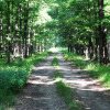 „Pădurea-parc”, propunere PNL pentru Priseaca, desființată de primarul Târgoviștei: „Demers strict electoral de manipulare a opiniei publice”