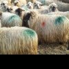 Un bărbat din Dâmbovița, sub control judiciar după ce a furat mai multe oi de la o stână