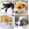 Campania Adopta un catel – Salveaza o viata din Adapostul Public de Animale Abandonate Constanta continua