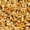Oficial de la Autoritatea Vamala Romana, referitor la cerealele din Ucraina intrate in Romania