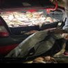Știri Constanta: Peste doua sute kilograme de peste, in conditii ilegale, descoperite de politistii de frontiera in portbagajul unei masini, la Harsova! (FOTO)