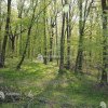 Buzău: Pădurea – Parc Crâng, rămăşiţă din Codrii Vlăsiei, scoasă din lista ariilor protejate de interes judeţean