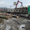 Transportatorul a primit amendă si i-au confiscat surplusul de lemn