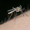 Atenționare MAE pentru românii care călătoresc în zonele unde sunt cazuri de malarie