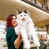 Peste 200 de pisici din rase deosebite revin în Iulius Town, la ediția jubiliară a WCF International Cat Show