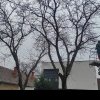 Toaletări de arbori în Parcul Dacia și pe zece străzi din Timișoara