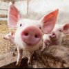 Cum se poate vinde legal un porc, în 2024: Care este actul pe care trebuie să îl ai