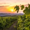 Grupul de firme Jidvei, afaceri de peste 50 milioane de euro în 2023: Aproximativ 18 milioane de litri de vin, îmbuteliați anual
