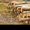 Peste 70 de metri cubi de material ­lemnos – confiscaţi în urma unor ­controale desfăşurate de personalul ­silvic împreună cu poliţia prahoveană