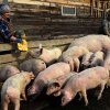 AMENZI USTURĂTOARE Un fermier din Terebeşti a vândut animale fără documente
