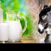 Beneficiile laptelui de măgăriță Laptele de măgăriță