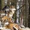 EFECTIV DE VÂNAT O haită de lupi atacă gospodăriile din zona Valea Bercului – Tășnad