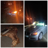 EXCLUSIV FOTO: Accident în Tulghieș între un BMW și o căruță. Două persoane rănite și un cal mort