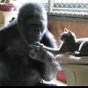 Koko, gorila care a dovedit că umanitatea nu e doar pentru oameni Koko cu ajutorul semnelor, povestea amintiri pe care le avea