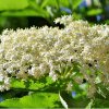 LEAC ȘI PLANTĂ MAGICĂ Băile fierbinți cu flori de soc sunt un bun remediu pentru reumatism