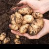 PRODUCȚIE DE LEGUME Se pregăteşte plantatul cartofilor timpurii în câmp, cu protecţie de folie