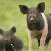 RASE AUTOHTONE ROMÂNEȘTI Descoperă porcul de Bazna: Comoară genetică și culinară a Transilvaniei