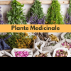 RECOMANDĂRI SĂNĂTOASE Plante Medicinale: alegerea corectă