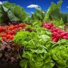 SECTORUL VEGETAL Fermierii susțin că primăvara timpurie din luna februarie va afecta recolta tradițională de fructe timpurii