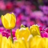 SFATURI GRĂDINĂRIT Secretul plantării lalelelor în timpul primăverii