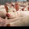 SIGURANȚĂ ALIMENTARĂ Primul porc cu trichineloză în anul 2024, în județul Satu Mare, este din Atea