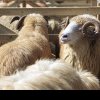 SUBVENȚIE ANTZ Pentru ovine şi caprine se va vira în conturile fermierilor după 15 februarie plata subvenției
