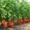 SUBVENȚII PENTRU LEGUME 33,69 milioane euro pentru sprijinirea micilor producători de legume
