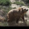 Alertă privind prezența unui urs într-o localitate din Cluj