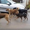 Câinii i-au disperat pe locuitorii unei străzi din Mănăștur. Copiii care frecventează grădinița aflată în zonă sunt îngroziți