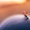 Ce recomandă medicii români pentru prevenirea infectării cu malarie: „Malaria este dată de un parazit, nu de un virus”