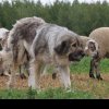 Clujenii care locuiesc în cartierul Someșeni, terorizați de câinii de la o stână: „Investigați și luați măsuri”